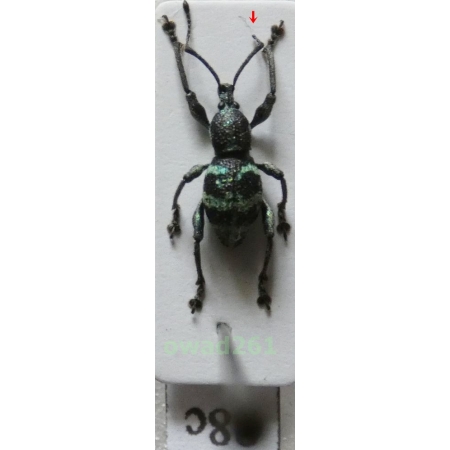 Neopyrgops sp. Heller, 1913 Philippines88c